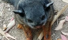 最新老鼠爆料新闻视频下载,一窥娱乐圈幕后真相