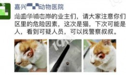 虐猫爆料贴吧最新消息,最新爆料揭示惊人内幕
