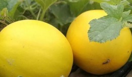 最新网红瓜事件爆料,揭秘幕后真相，网友热议不断