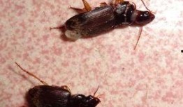 昆虫学者皮肤最新爆料,皮肤奥秘新发现