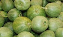 甜瓜概念爆料视频大全最新,揭秘热门甜瓜背后的故事与魅力