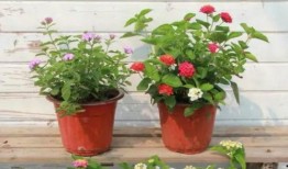 缅北被救人员爆料视频最新,惊心动魄的逃生经历